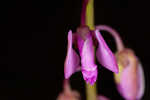 Scalloped milkwort